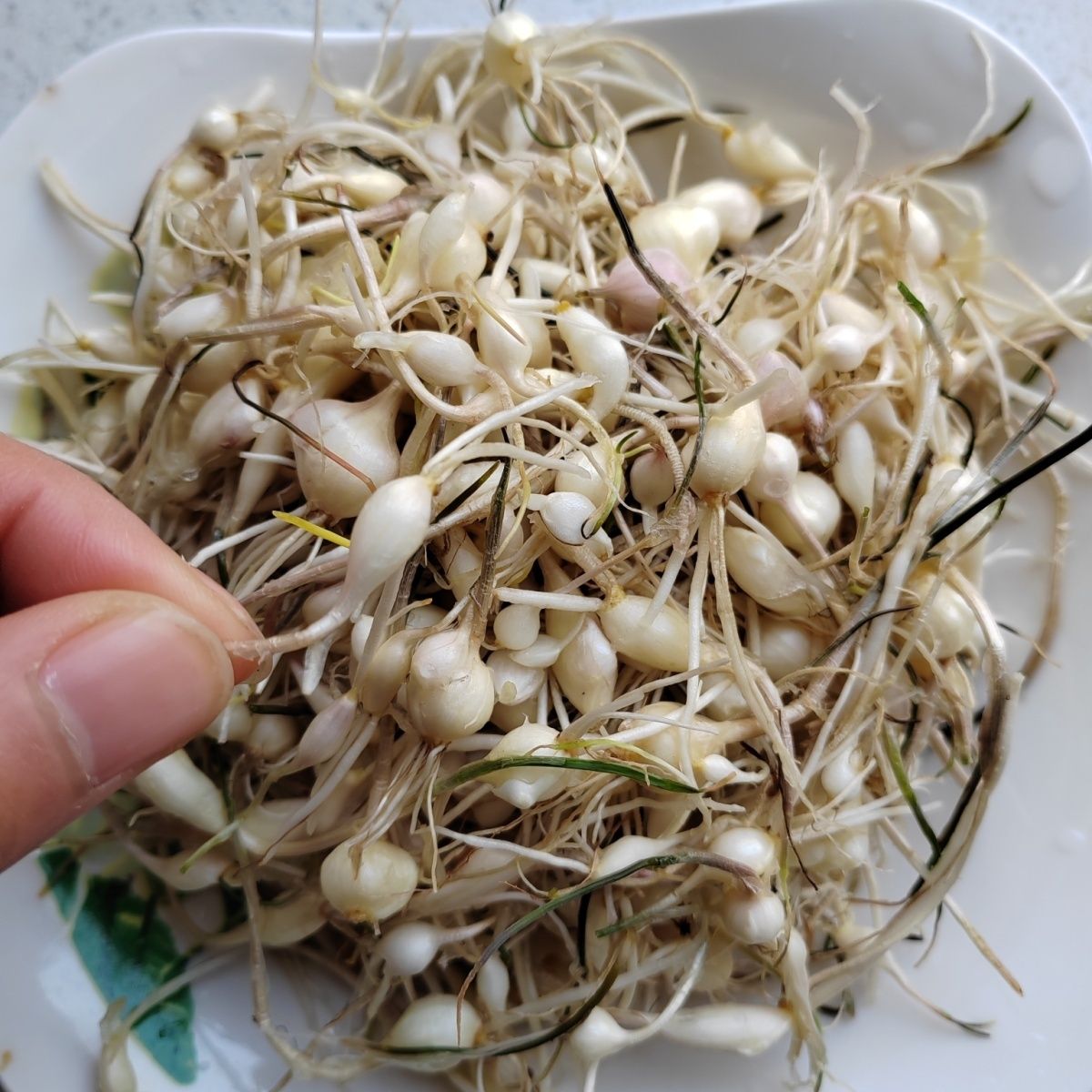 东北现挖新鲜大脑瓜小根蒜