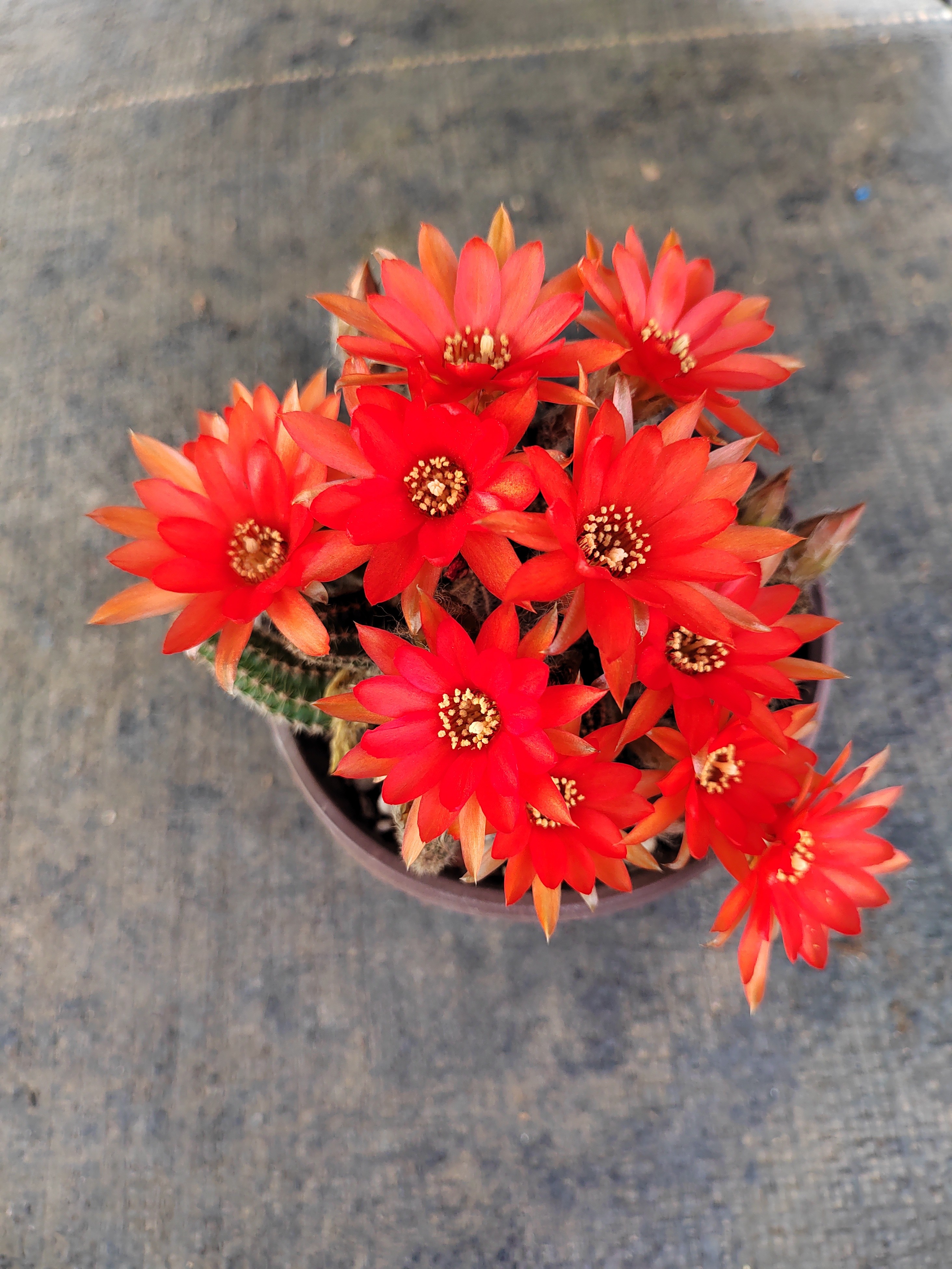 高山仙人球多肉植物