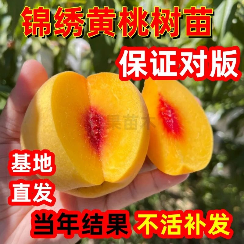 锦绣黄桃树苗南方北方地栽晚熟桃树果苗盆栽嫁接果树苗当年结果