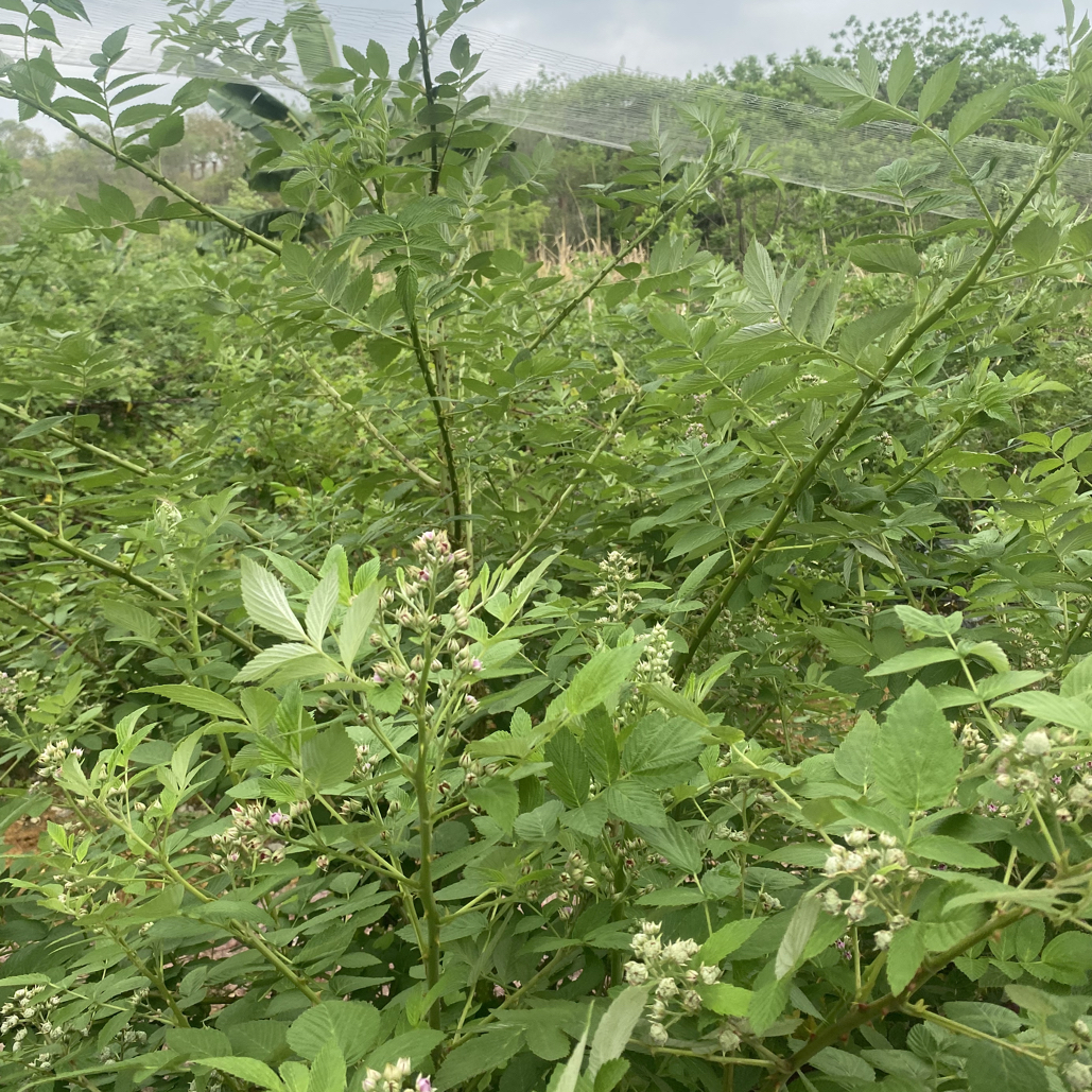 四季黑泡水果/乌泡/南北方可以种植