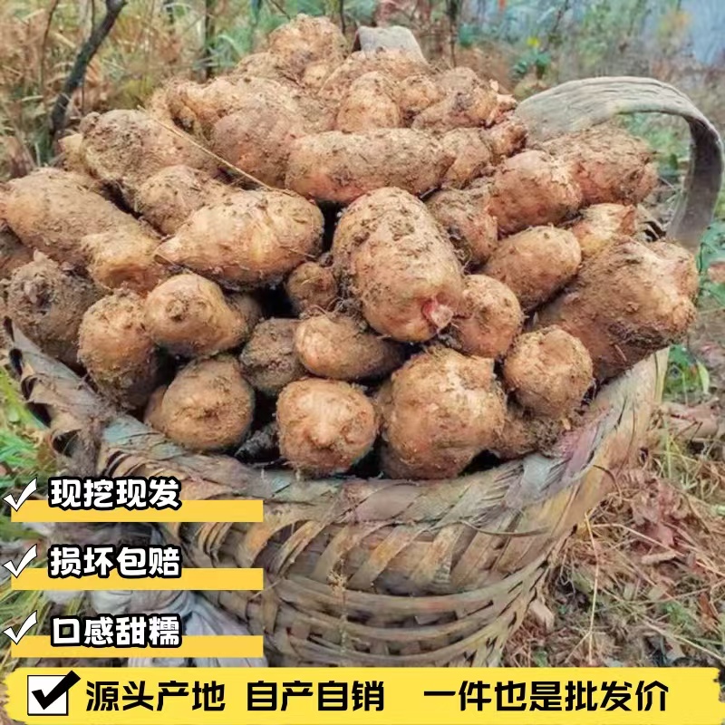 高山老品种【新鲜乌天麻】 云南昭通彝良小草坝 产地直发煲汤泡酒湿