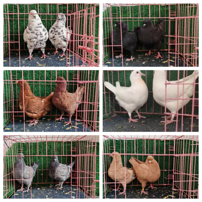 元宝鸽子圆环观赏鸽子