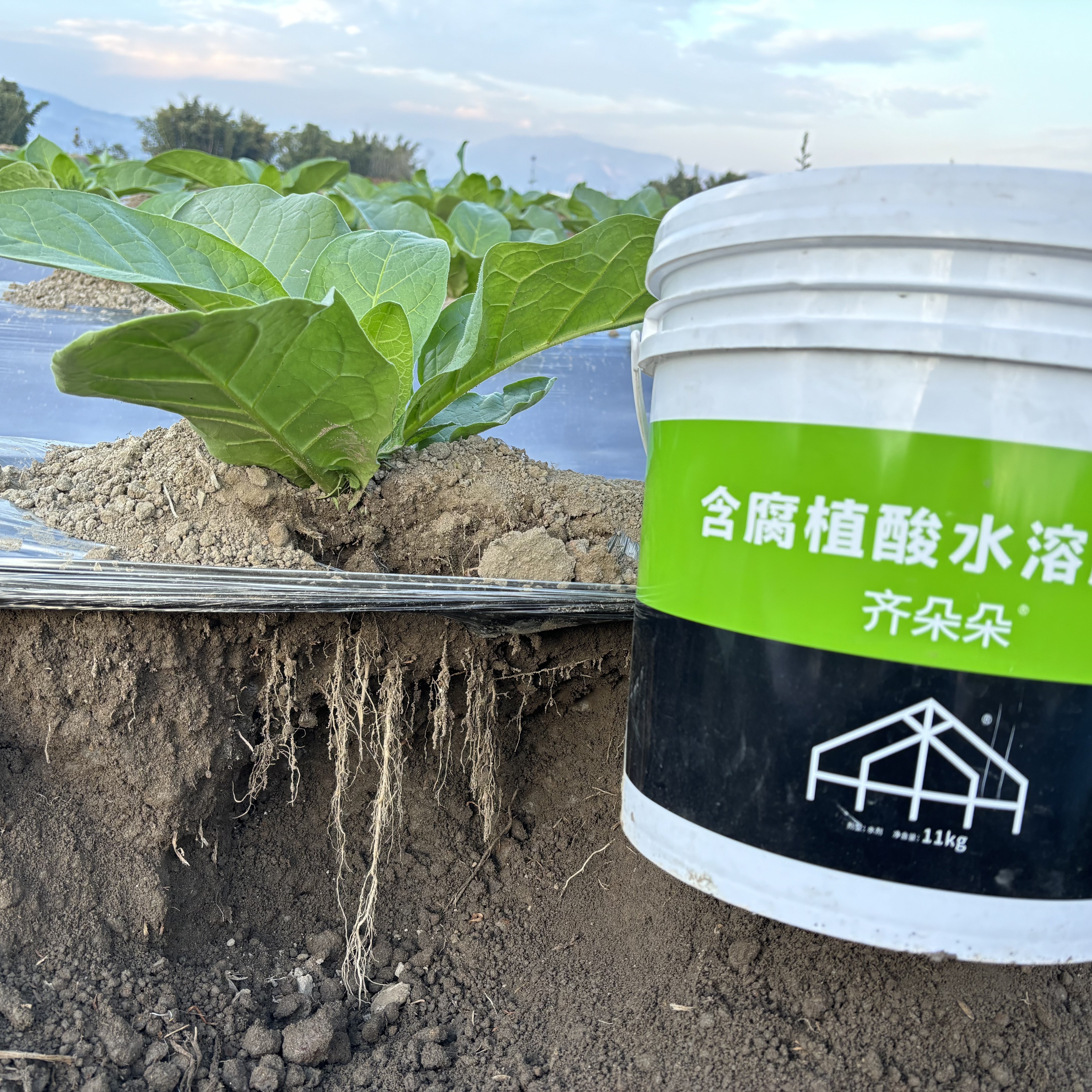 正品齐朵朵腐殖酸水溶肥一桶11公斤可用11亩地