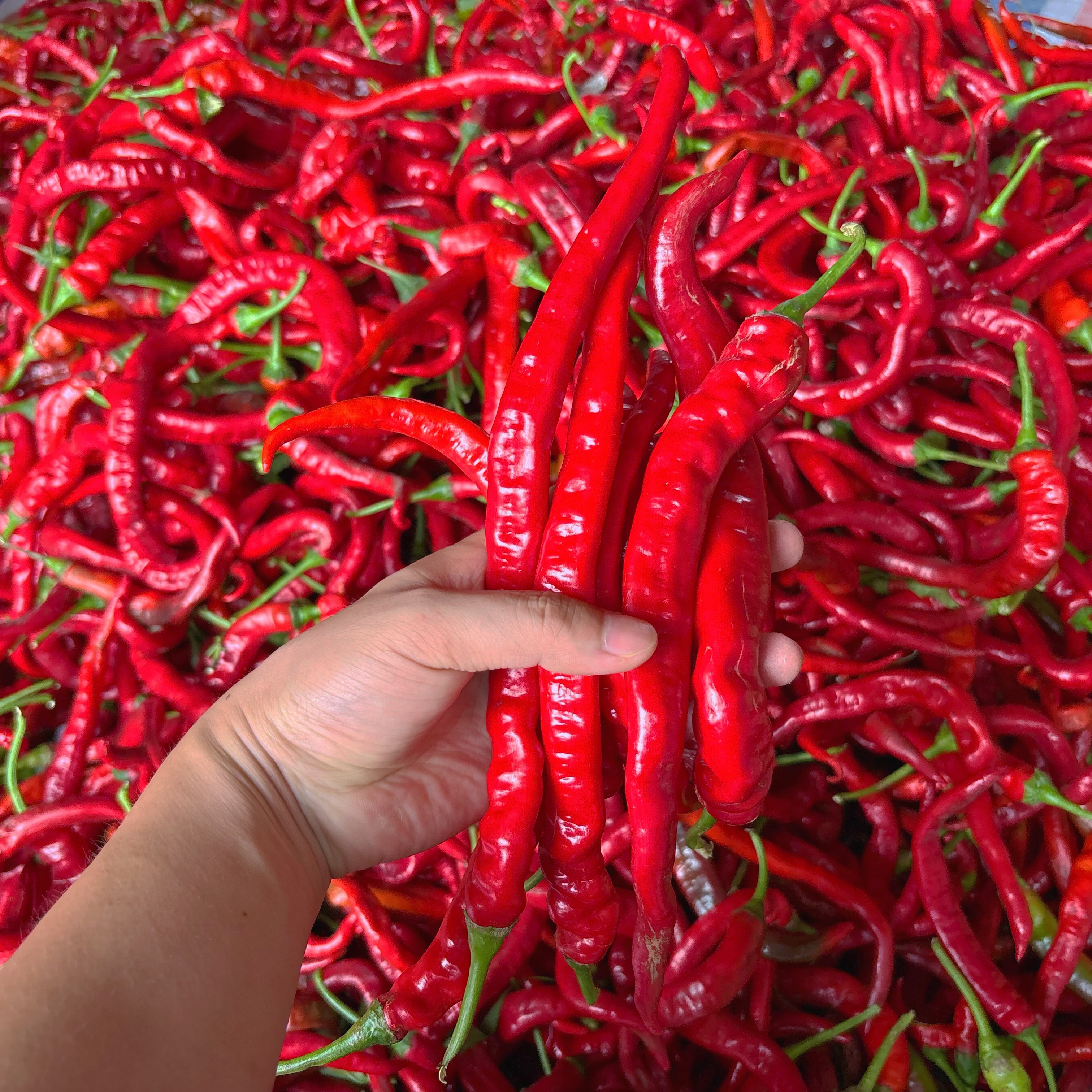 湖南本地红辣椒农家露天现摘现发香辣薄皮土辣椒紫红辣椒