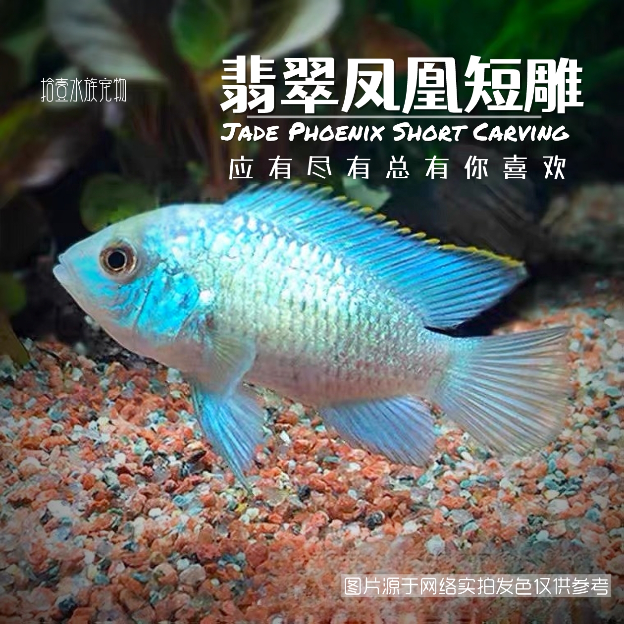 翡翠凤凰鱼湛蓝宝石鱼电光凤凰鱼南美慈鲷鱼热带观赏鱼新手活体鱼