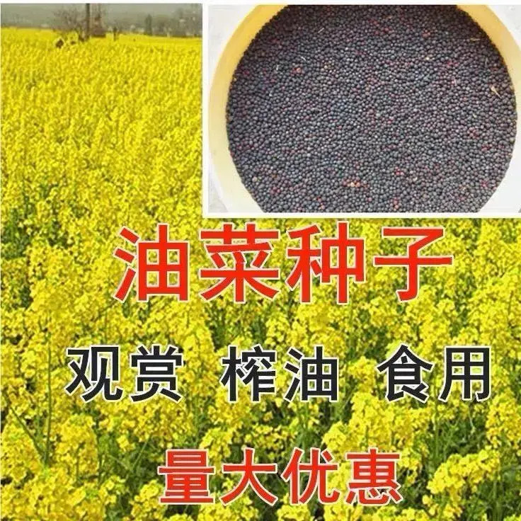 油菜籽种高产油菜种子花海种孑观赏油菜花榨油食用油菜花种籽