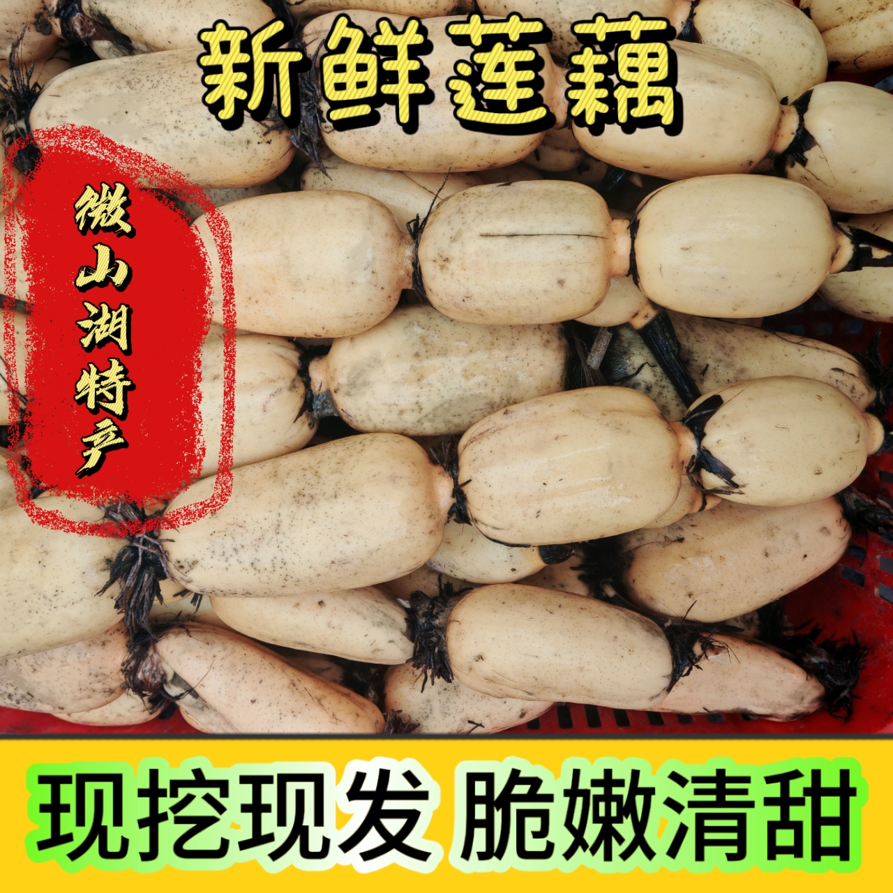 【糯藕/面藕/粉藕】微山湖新鲜九孔白莲藕不泡药水现挖现发