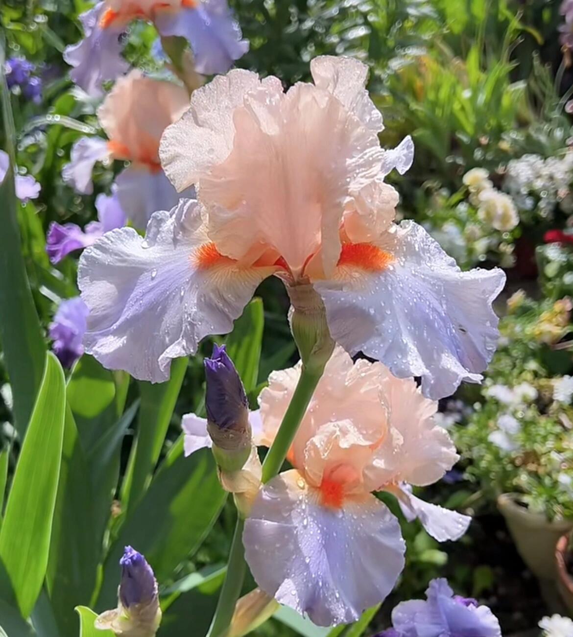 进口德国鸢尾种球多年生花苗耐旱较耐寒阳台盆栽庭院地栽花卉植物