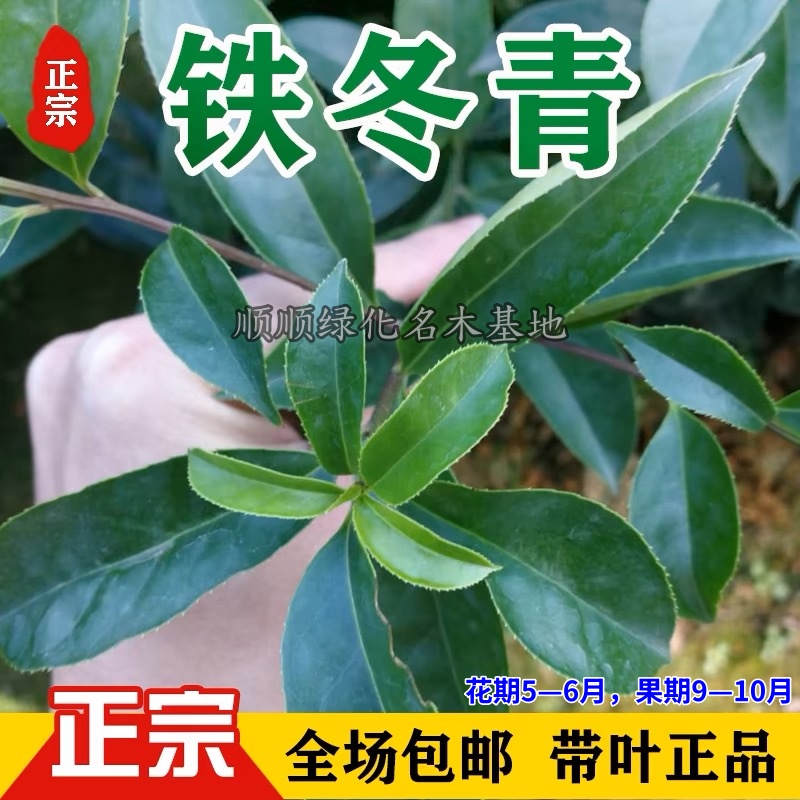 铁冬青 万紫千红 四季常绿 耐寒盆栽红果铁冬青带叶发货 观赏绿植