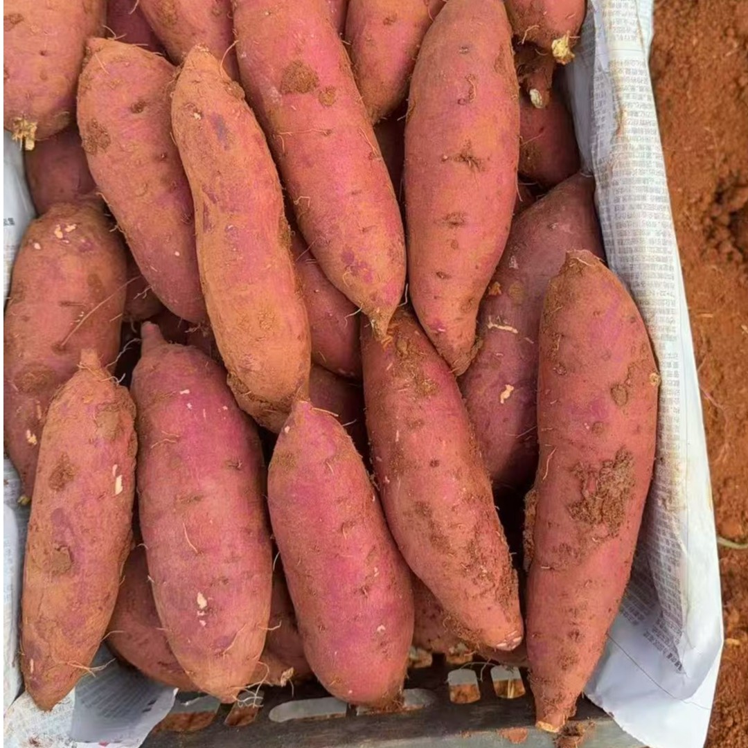 云南高山榴莲蜜薯5斤装