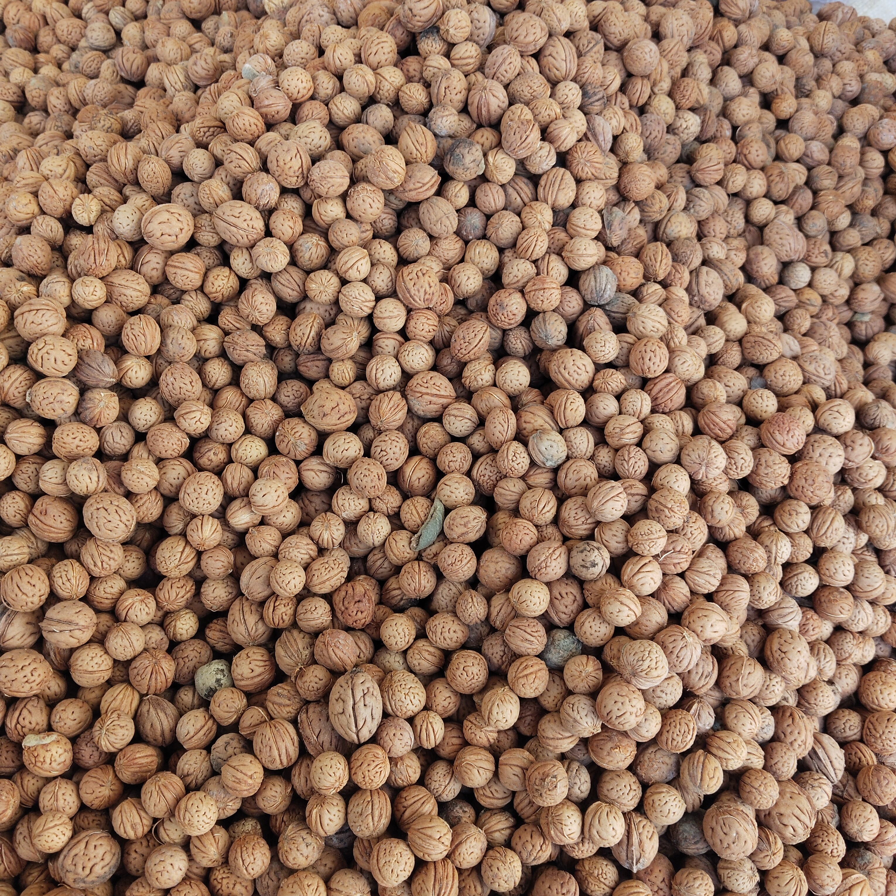 山西纯野生山桃核手串原料可作文玩手串或拍打袋枕头填充料