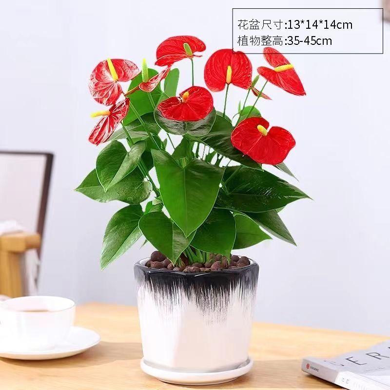 红掌盆栽带花室内小绿植特级客厅花卉四季好养大型鸿运当头绿植