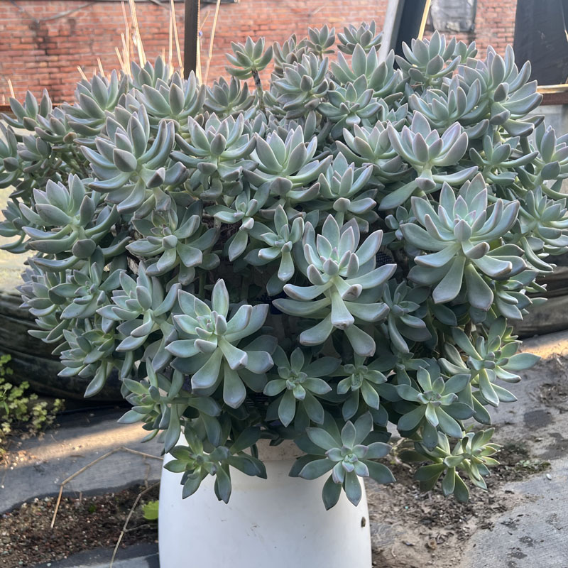 耐寒耐热幽灵公主散装【淡雪多肉植物】老桩阳台绿植脱土发货