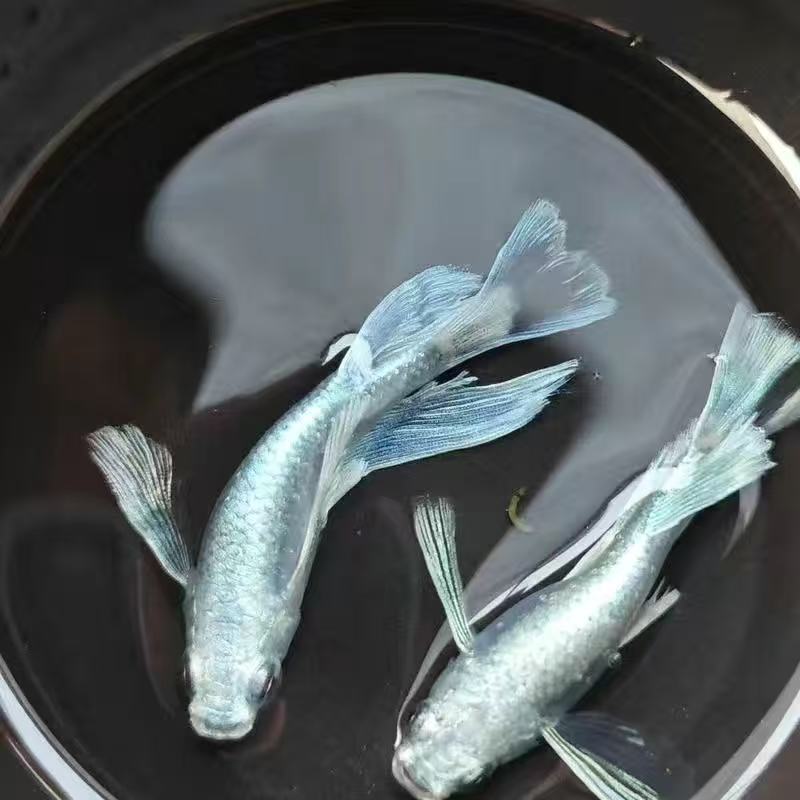 观背青鳉冷水淡水广温鱼不加温不打氧办公室观赏鱼好养耐活小型鱼