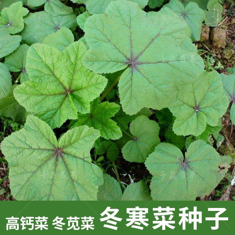 【糯米冬寒菜种子】四季种植盆栽地栽阳台小院种植
