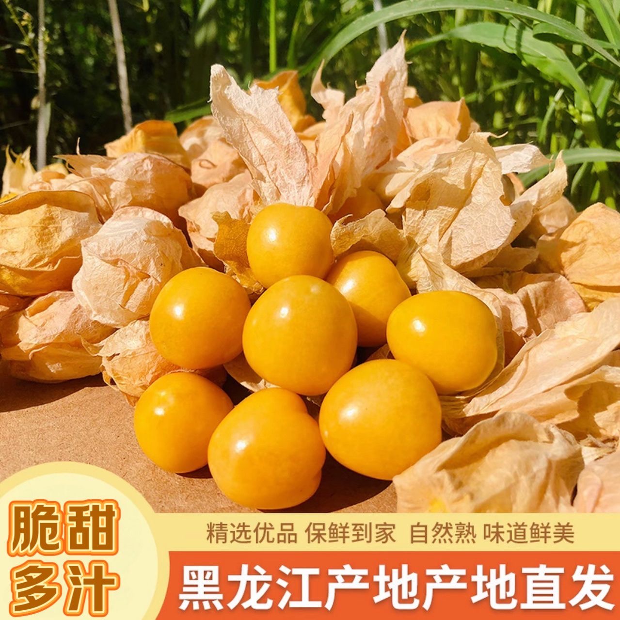 黑龙江菇娘果现摘现发新鲜菇娘果皮薄肉厚灯笼果产地直发