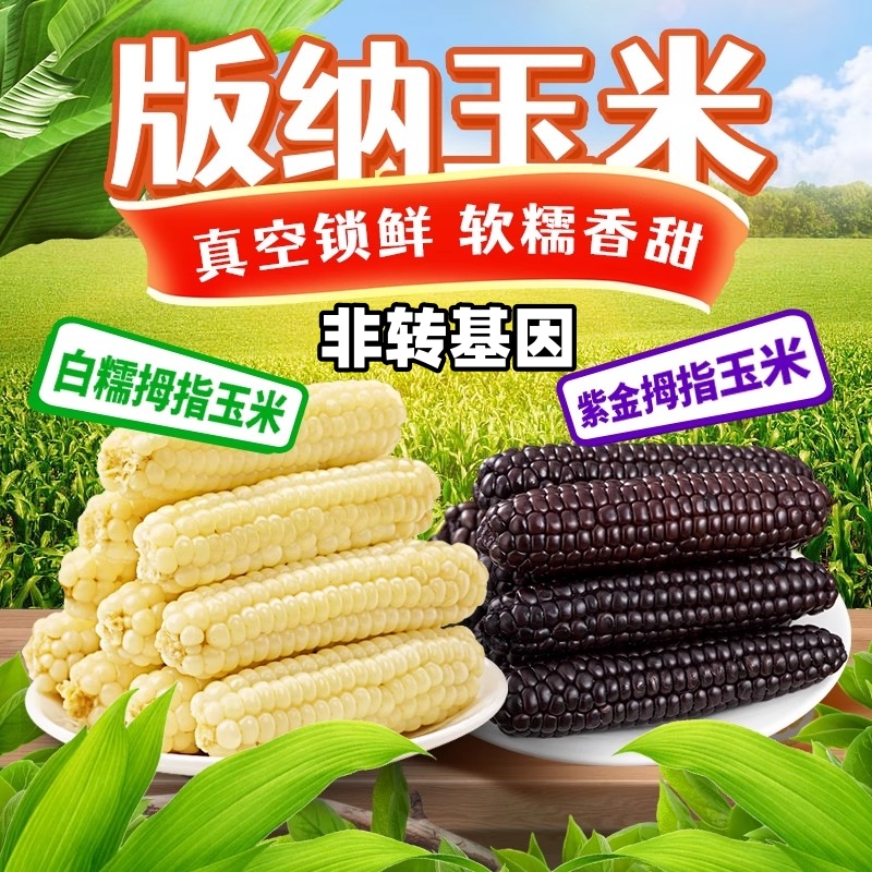 西双版纳紫金拇指玉米白糯迷你小玉米香甜宝宝早餐代餐包谷黏花糯