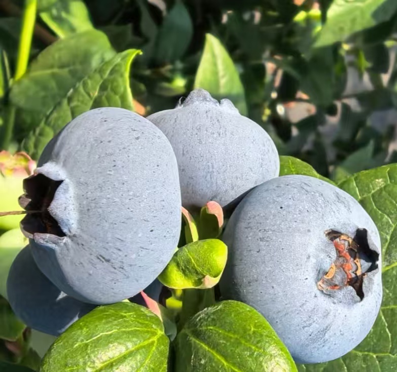 巨无霸 云南抚仙湖花香蓝莓 新鲜水果 全国空运