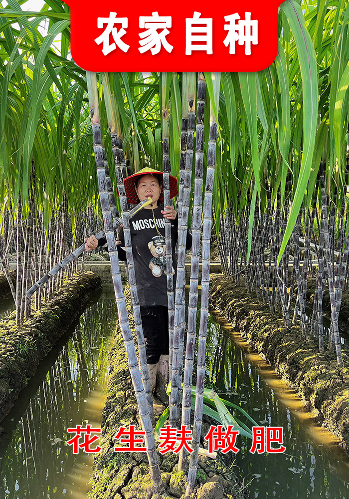 （农家自种）广西柳州黑皮水果甘蔗现砍现发新鲜脆甜多汁皮薄