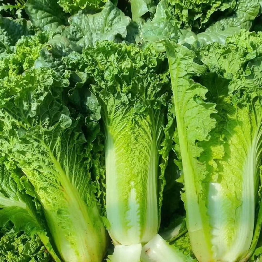 贵州高山露天麻叶菜大白菜青口白菜绿色蔬菜无污染