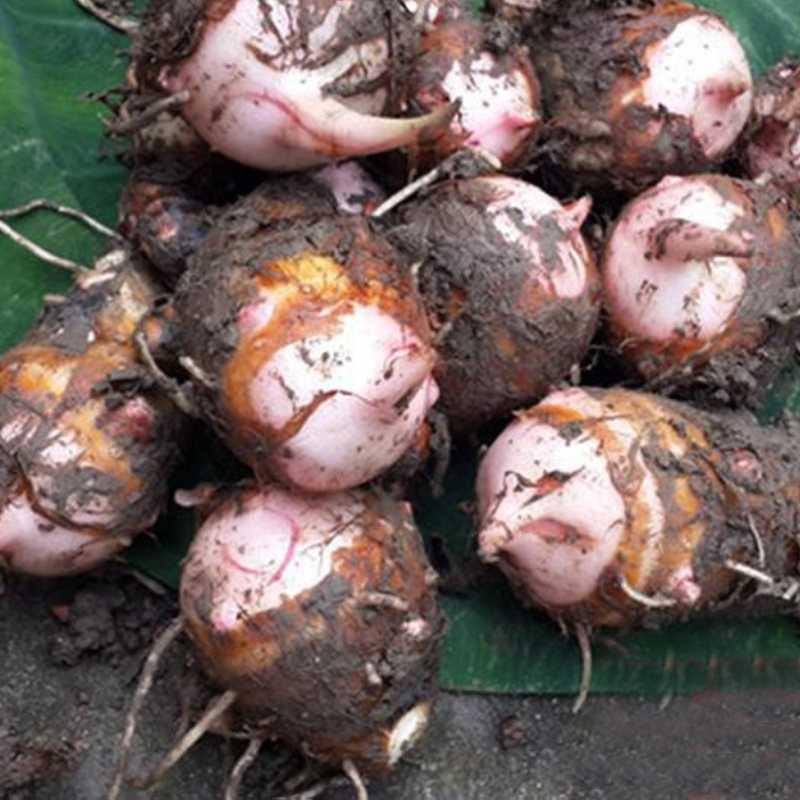 新鲜红芽芋头仔农家自种江西上饶特产铅山红芽芋芋艿小芋头仔毛芋