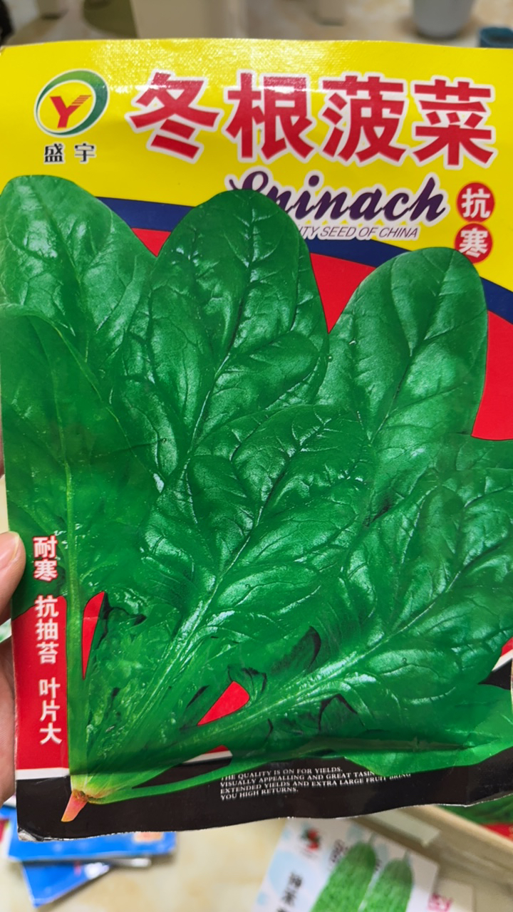 冬根菠菜种子