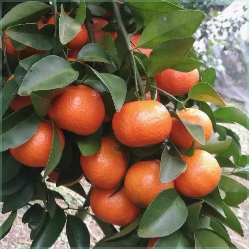 橘子树苗 盆栽地栽 南北方均可种植