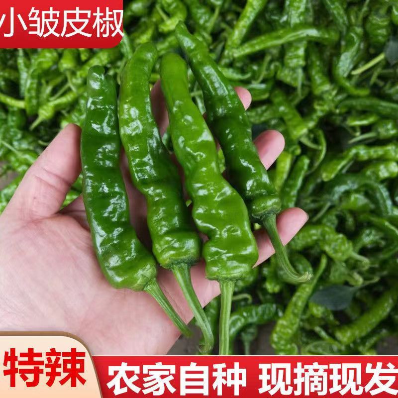 新鲜皱皮特辣香辣皮薄籽少炒鸡专用辣椒皱皮辣椒青椒现摘现发