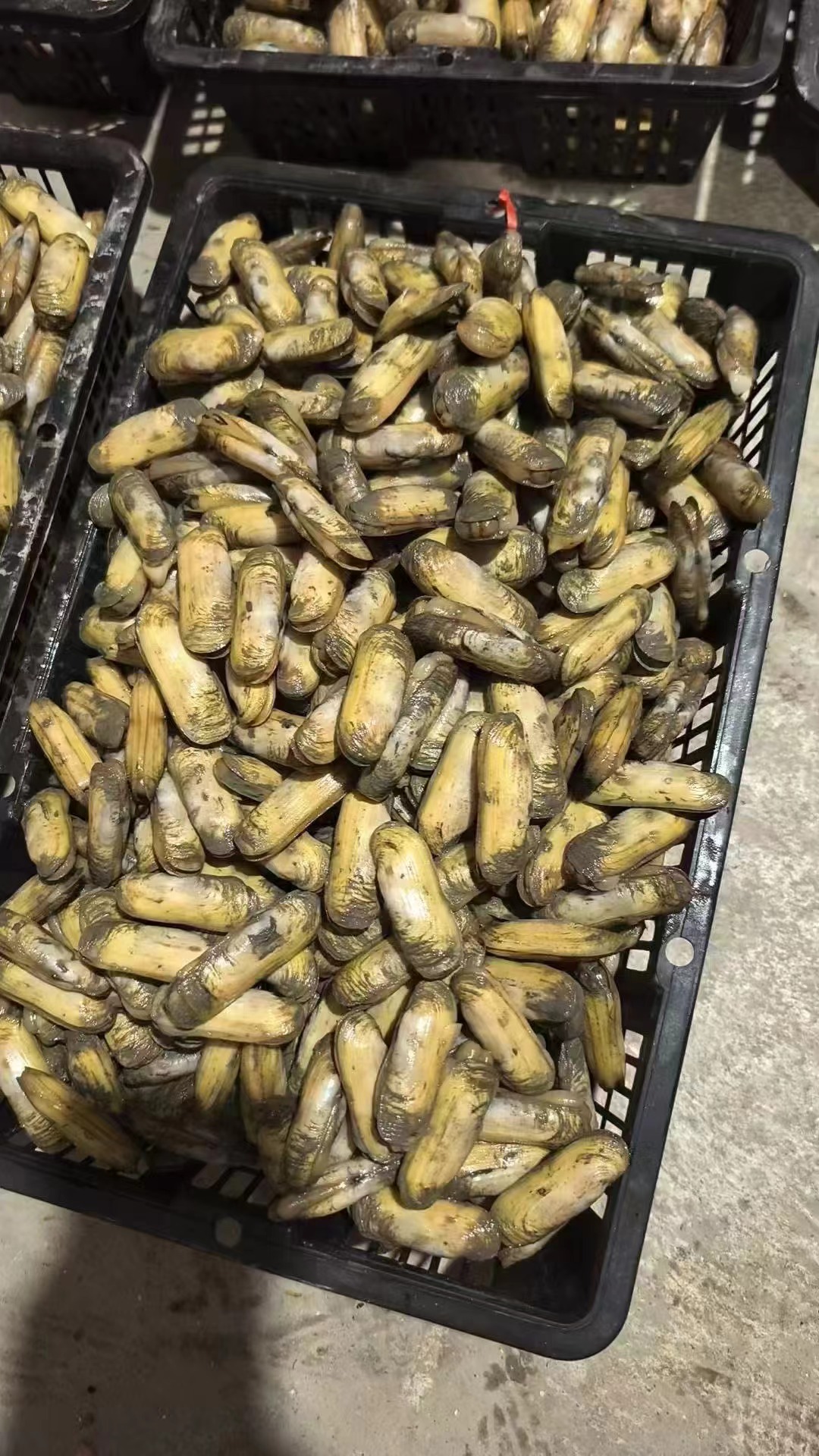 莆田正宗不泡水鲜活哆头蛏海蛏蛏子顺丰空运包邮已清明年见多头