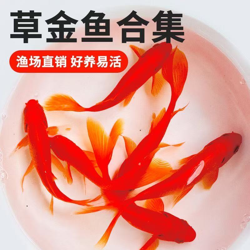 大尺寸火焰红金鱼7-10公分9条观赏鱼冷水鱼新手鱼好养耐活水族