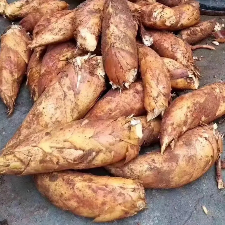 新鲜现挖应季冬笋美味健康的天然无污染蔬菜