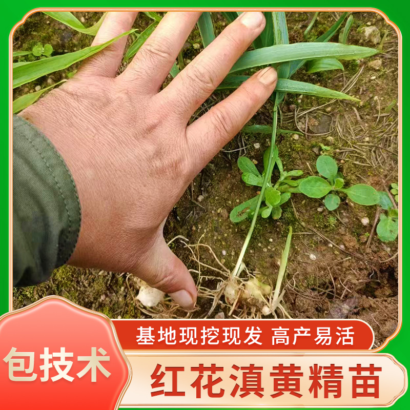 云南滇黄精小苗花卉绿植盆栽产地直发大黄精四季不倒高产量
