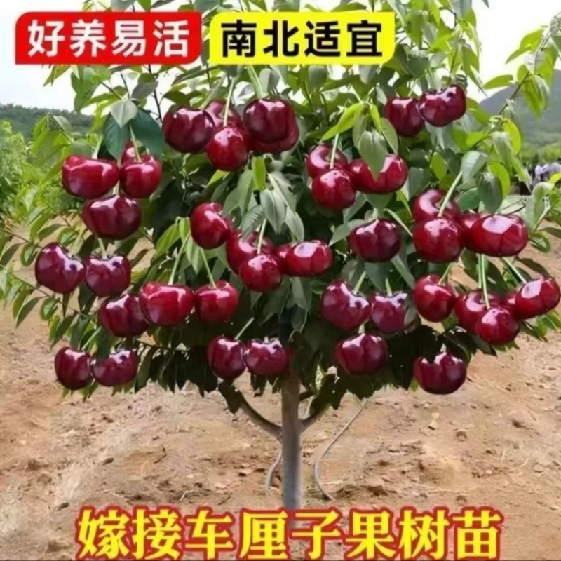 【正宗车厘子树苗】黑珍珠车厘子盆栽地栽南方北方阳台庭院果树苗