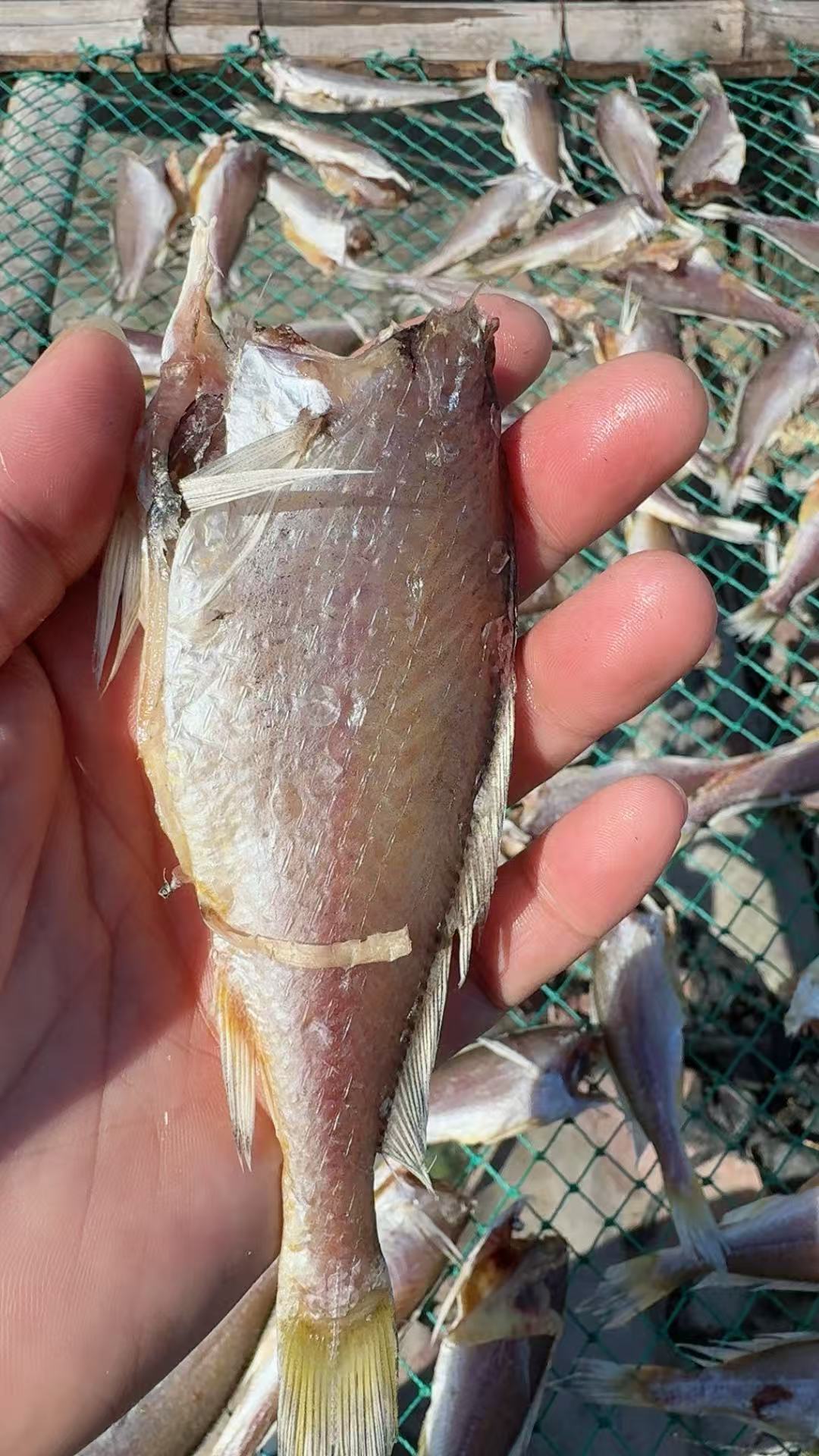 【鲜锋严选】舟山本地去头小黄鱼鲞自然晾晒鱼干