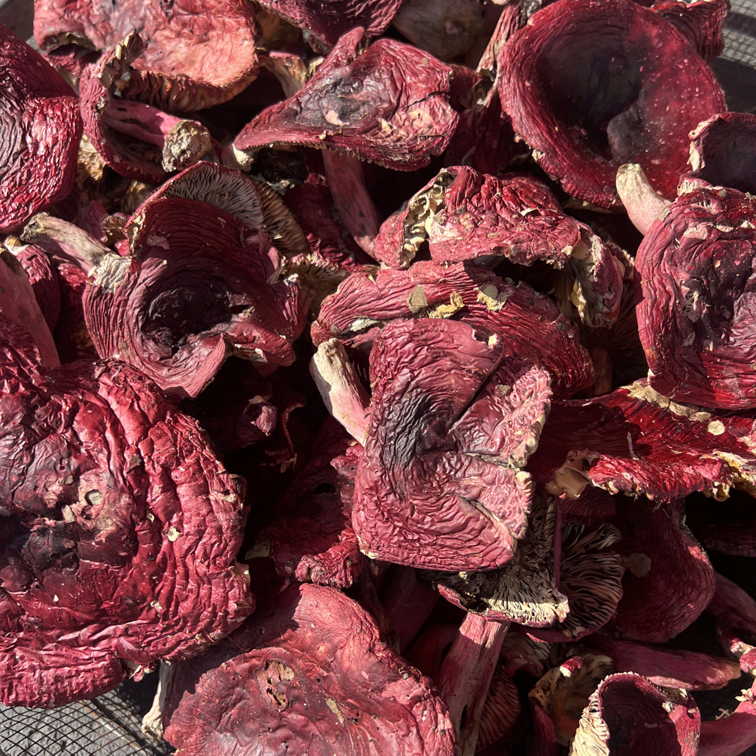 红菇开菇250克包邮云南腾冲特产