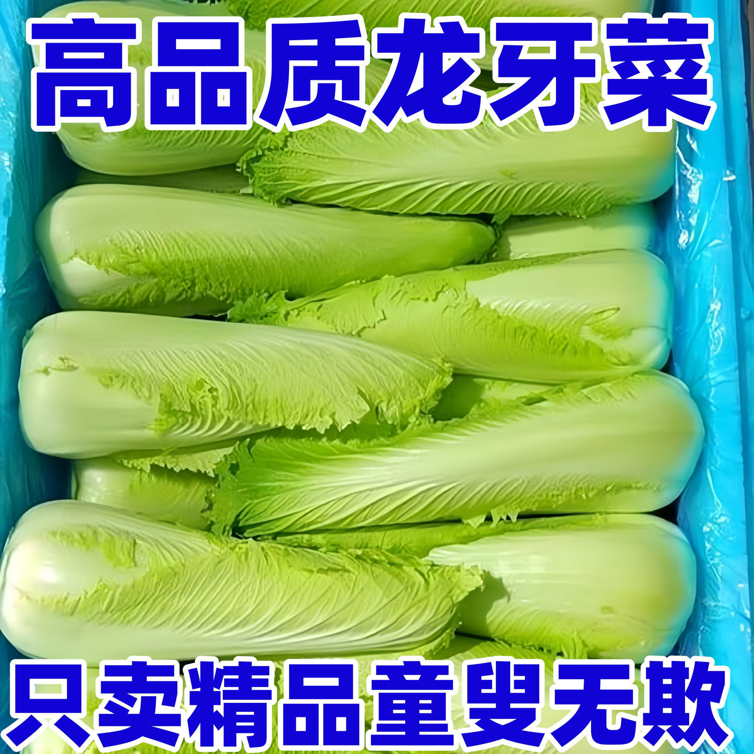 云南高山鲜嫩龙芽白菜菜品菜心供港绿色时令新鲜青菜食用农产品