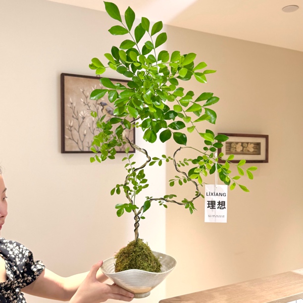 苔藓球造型九里香七里香盆栽盆景室内客厅办公室桌面好养花卉绿植