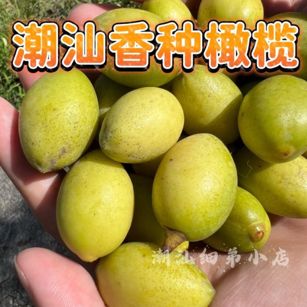 金灶本地老树香种橄榄 生吃甘香少渣 煲汤泡酒 现摘 一斤装