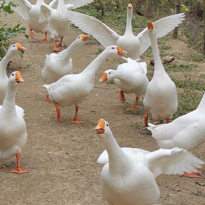 大白鹅10只装16只装【活的包邮】