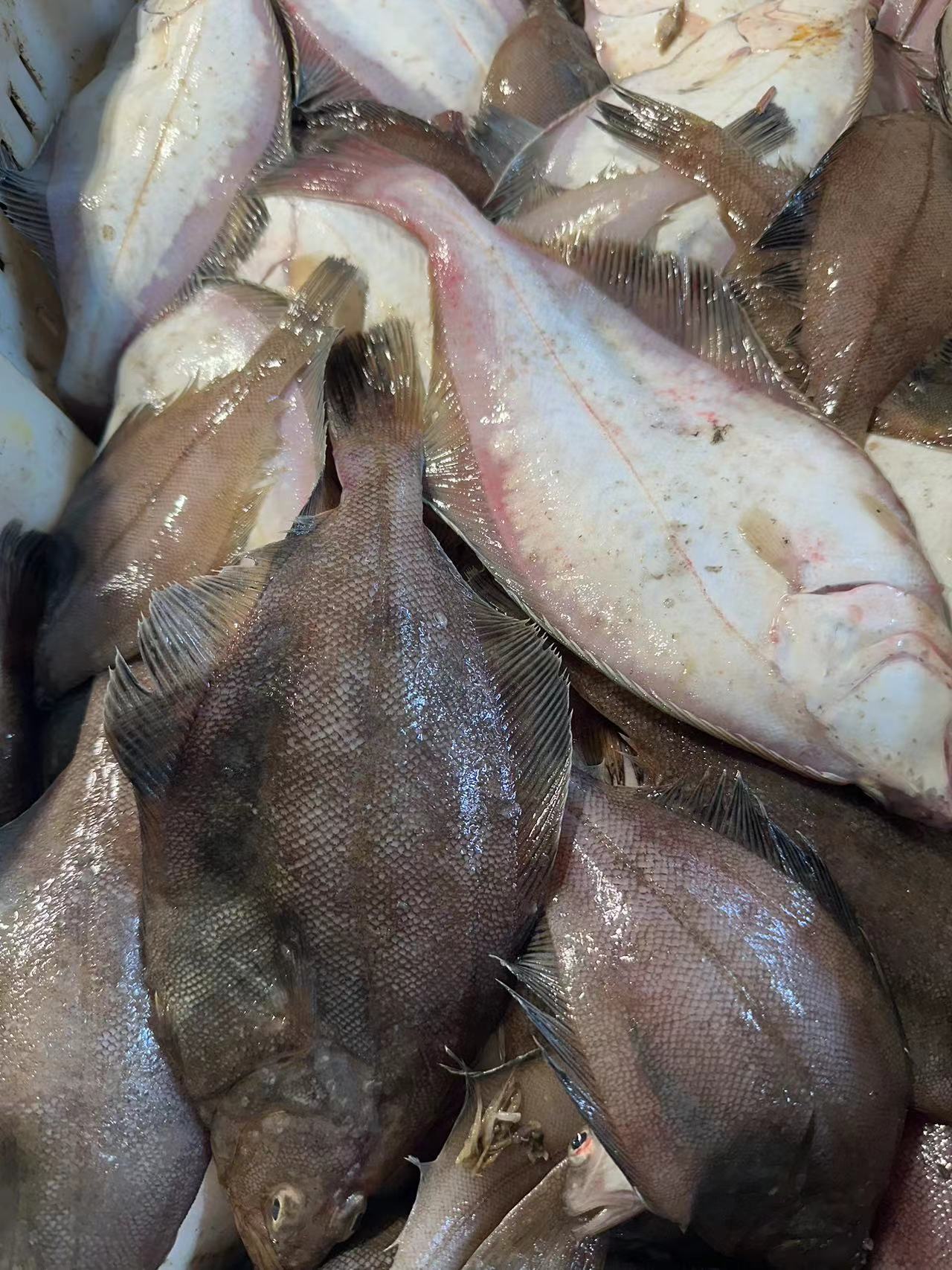 大连野生偏口鱼 净重4斤  顺丰发货   大小不匀（介意别拍）