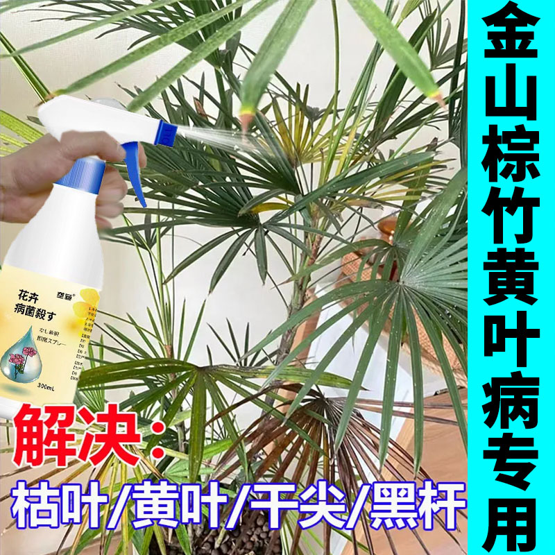 金山棕竹病害清焦尖黄叶病黑斑病花卉绿植病菌剂棕竹黑斑黄叶落叶
