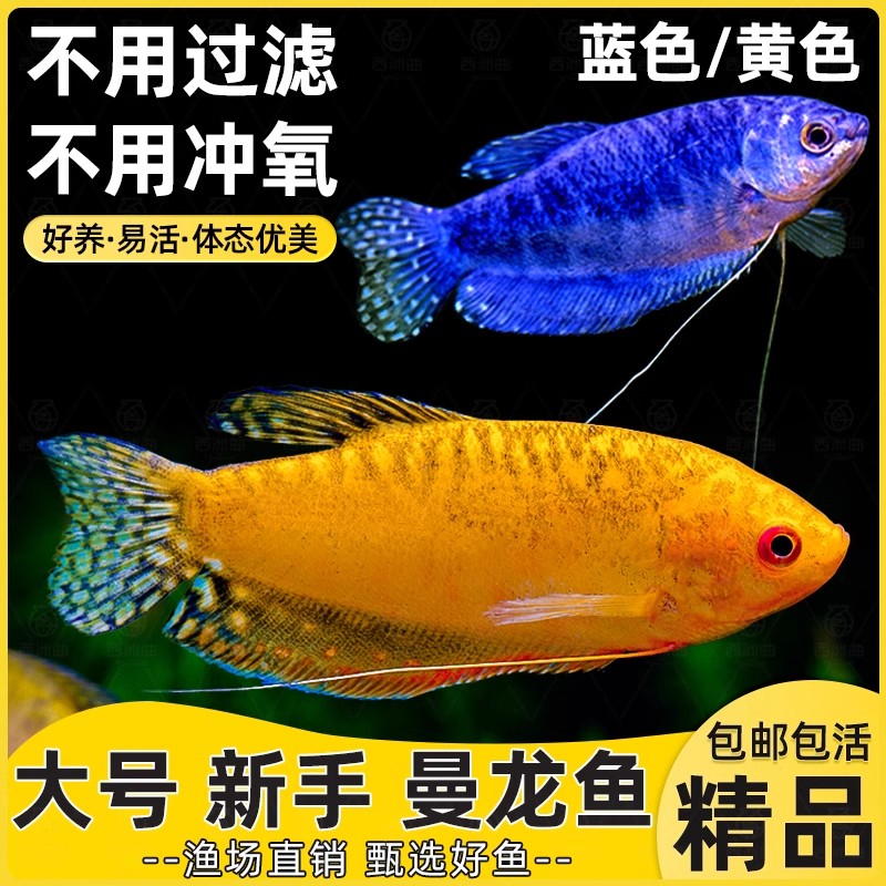 曼龙鱼淡水鱼苗观赏鱼好养耐活小鱼不打氧小型五彩丽丽鱼新手活鱼
