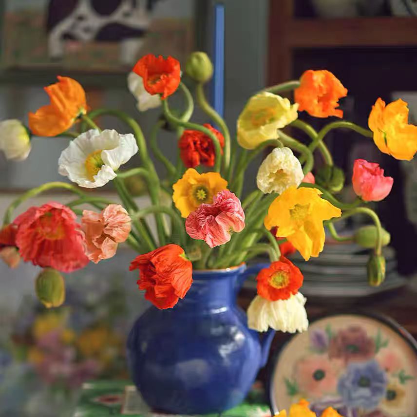 虞美人鲜花云南基地直发室内水养新鲜插花鲜切花丽春花束水培植物