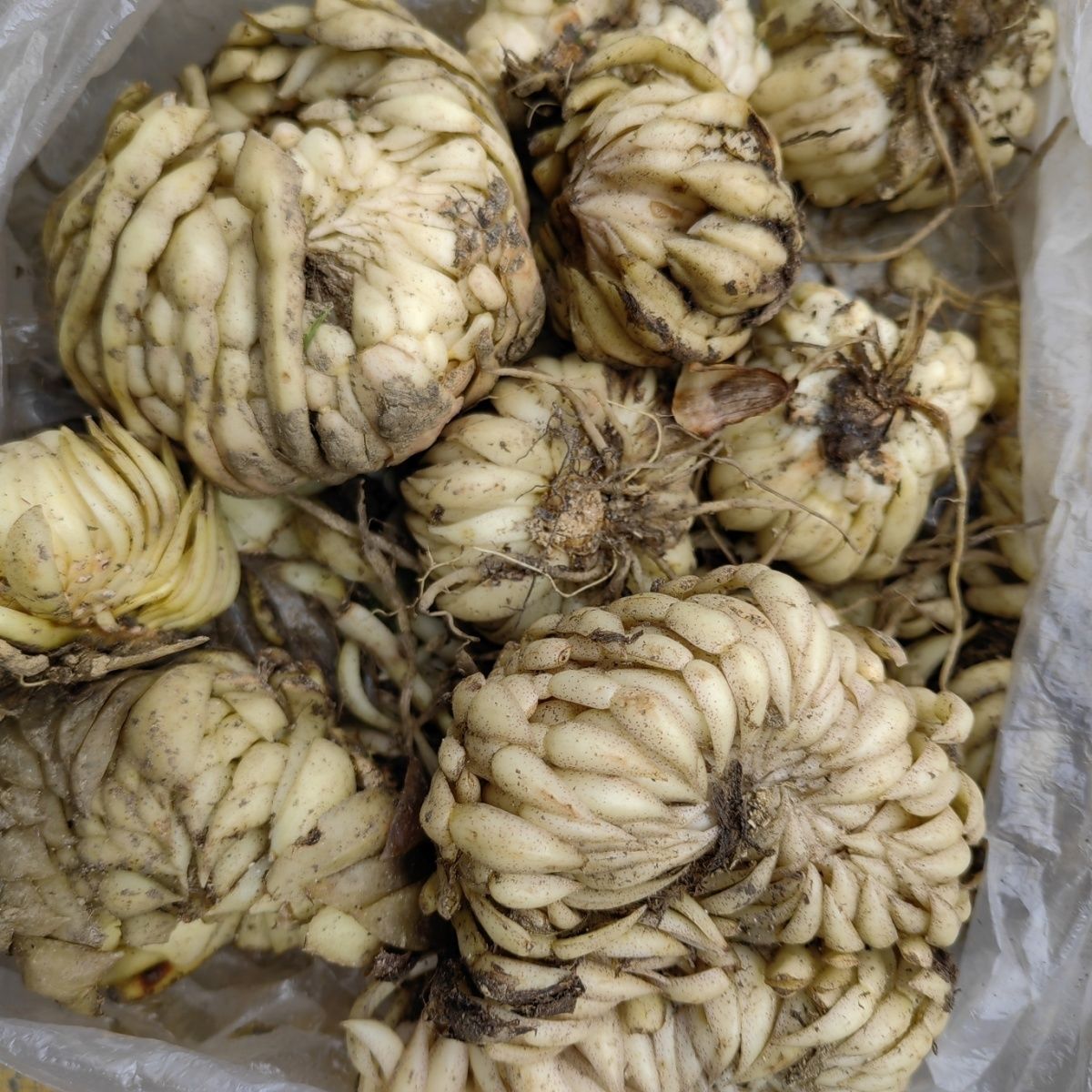 贵州食用鲜货百合龙牙百合米百合慎拍