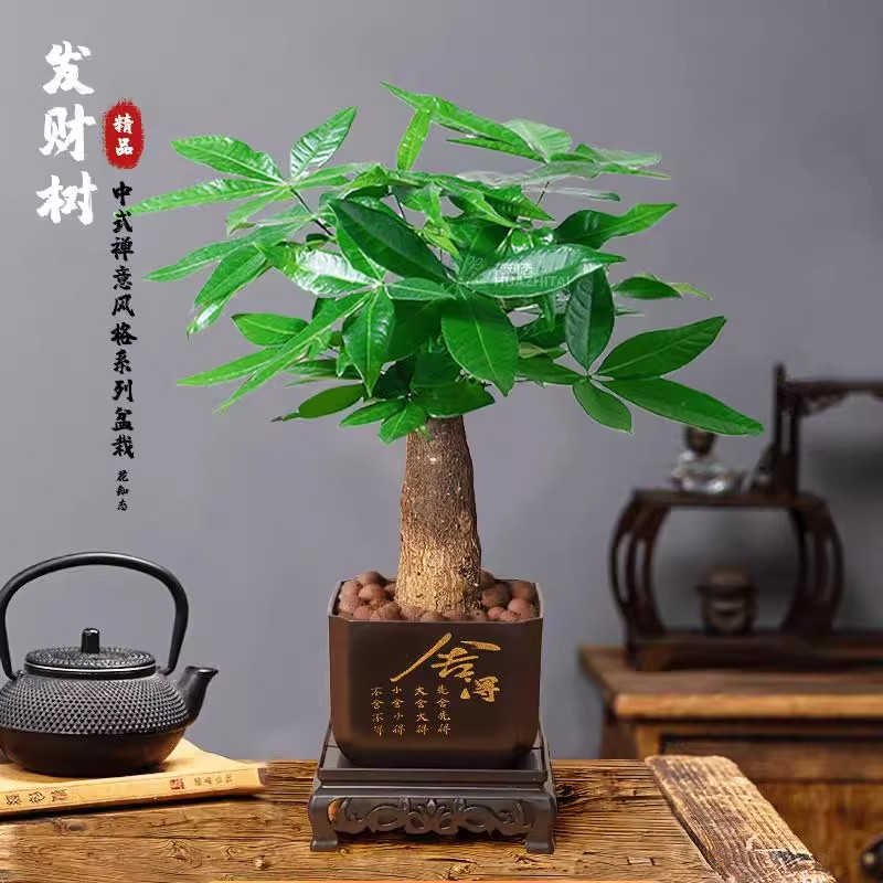 发财树绿植盆栽室内桌面小绿植茶室盆景观叶耐旱植物花卉小盆栽