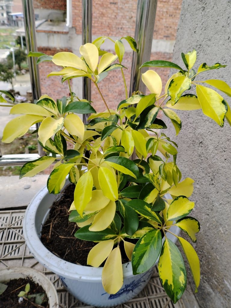 澳洲花叶鸭脚木也叫八方来财室内盆栽耐阴好养易活省心净化二手烟