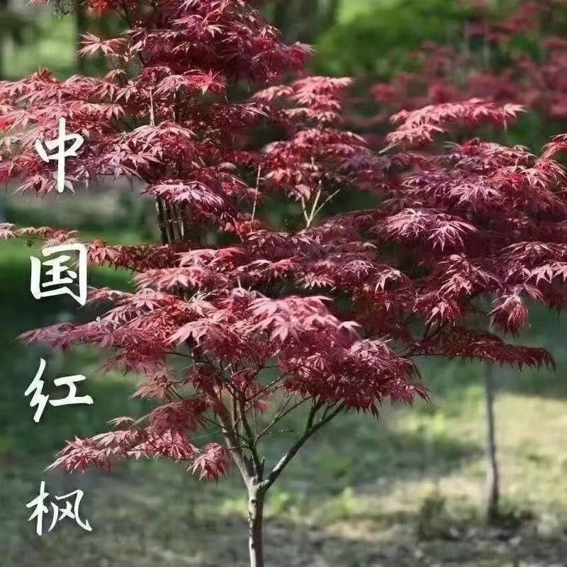 红枫树苗四季红庭院美国红枫日本红舞姬盆栽耐寒植物黄金枫绿化苗