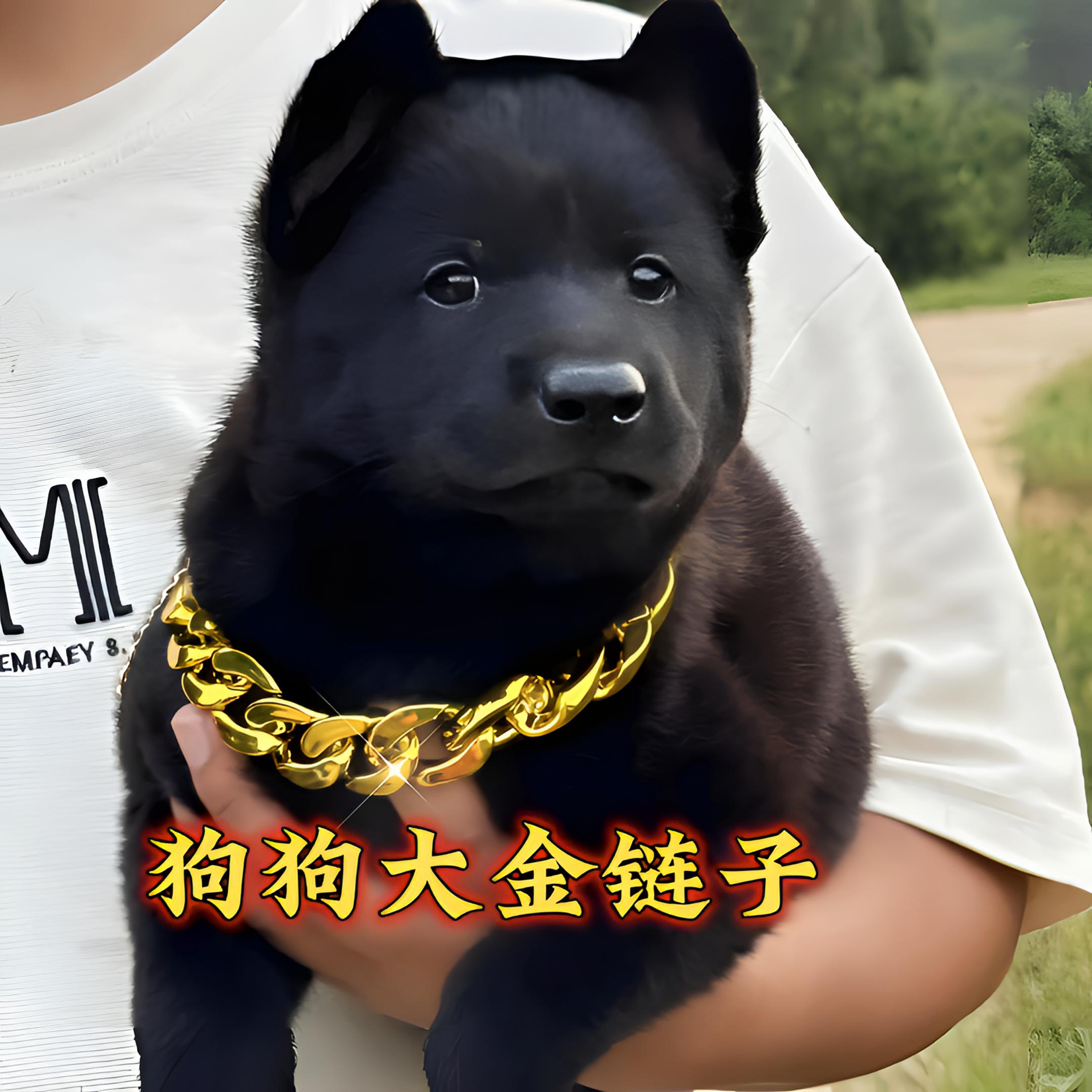 超帅宠物项链时尚帅气狗狗大金链子猫咪项链小狗柯基泰迪宠物饰品