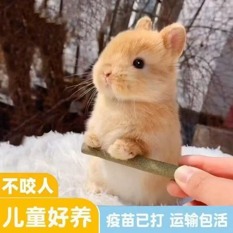 适合宿舍家养的长不大迷你侏儒兔亲人不咬人宠物兔活体-8