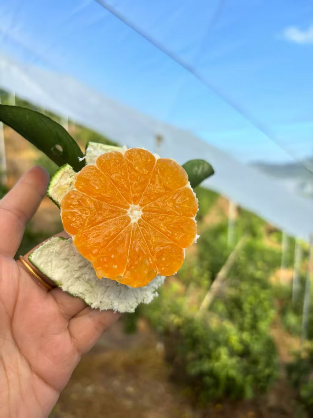 青皮无籽蜜桔赣南寻乌皮薄如纸蜜糖爆浆孕妇现摘现发5斤（精品果）